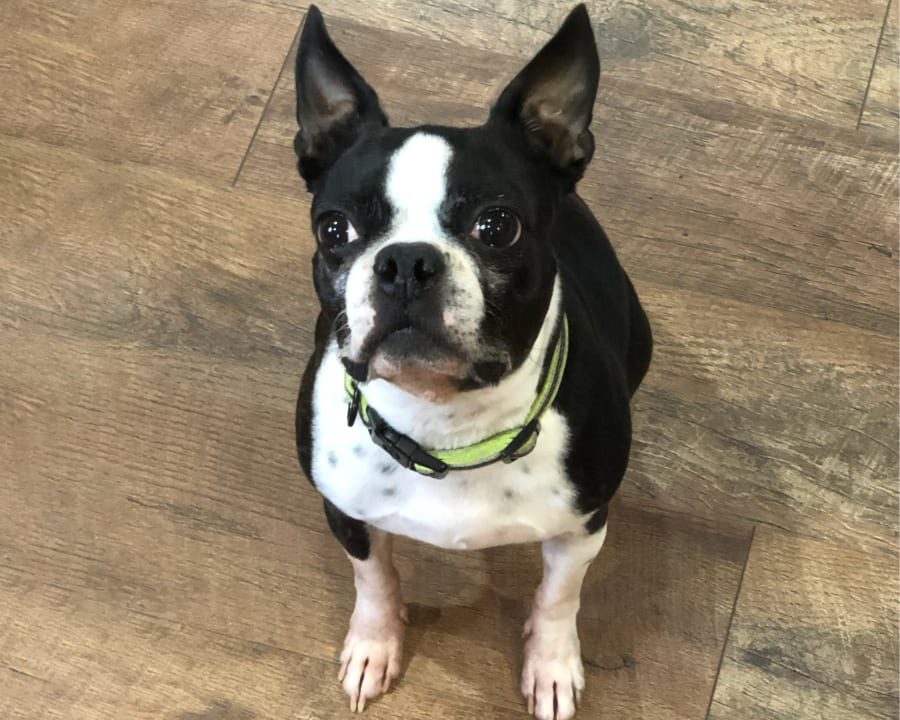 About Brodheadsville Veterinary Clinic, Brodheadsville Veterinarian