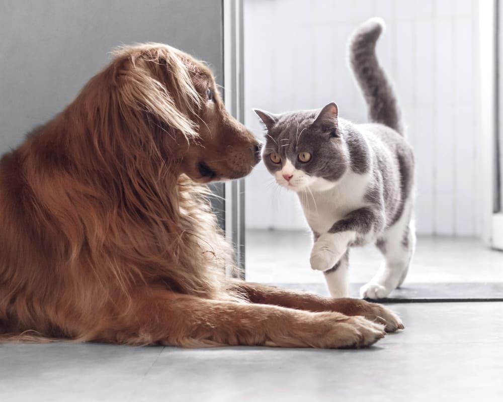 Brodheadsville Pet Vet