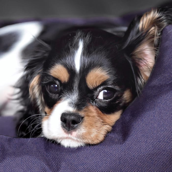Dental Care for Cats & Dogs