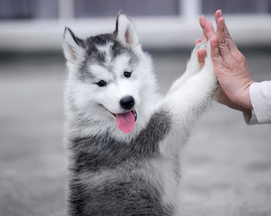 Puppies & Kittens, Brodheadsville Veterinarians