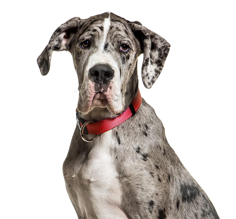 Giant Dogs, Brodheadsville Veterinary Clinic